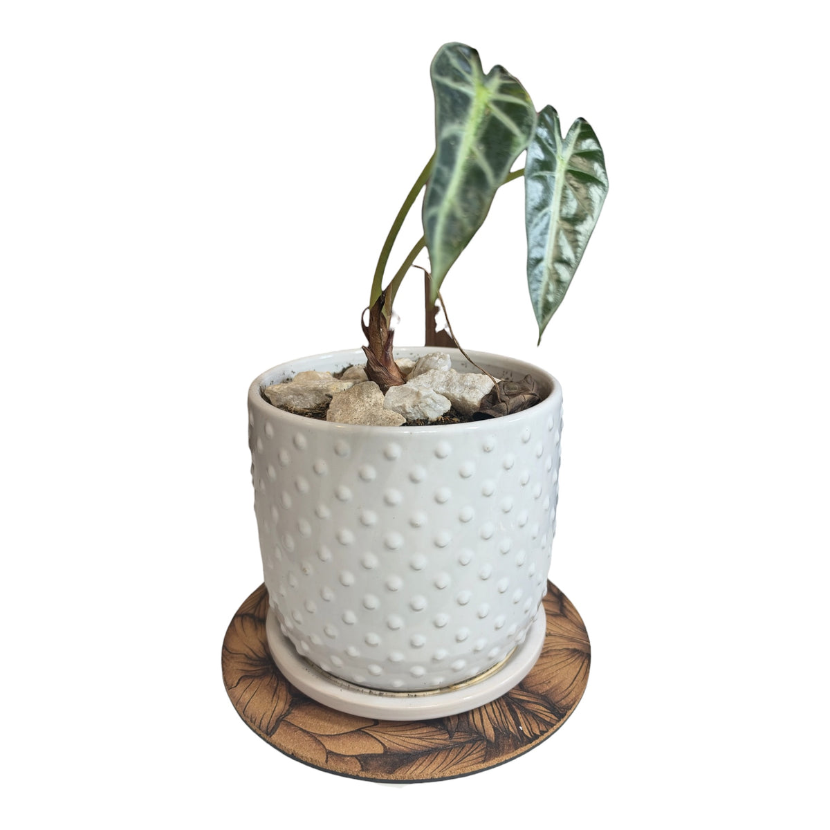 Tropics Trivet Set - Burned Cork Pot/Plant Plates